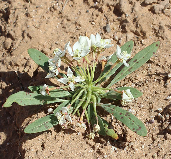  Eremothera boothii ssp.condensata